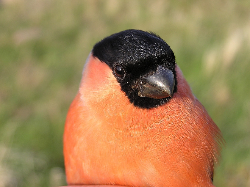 Eurasian Bullfinch, Sundre 20080502